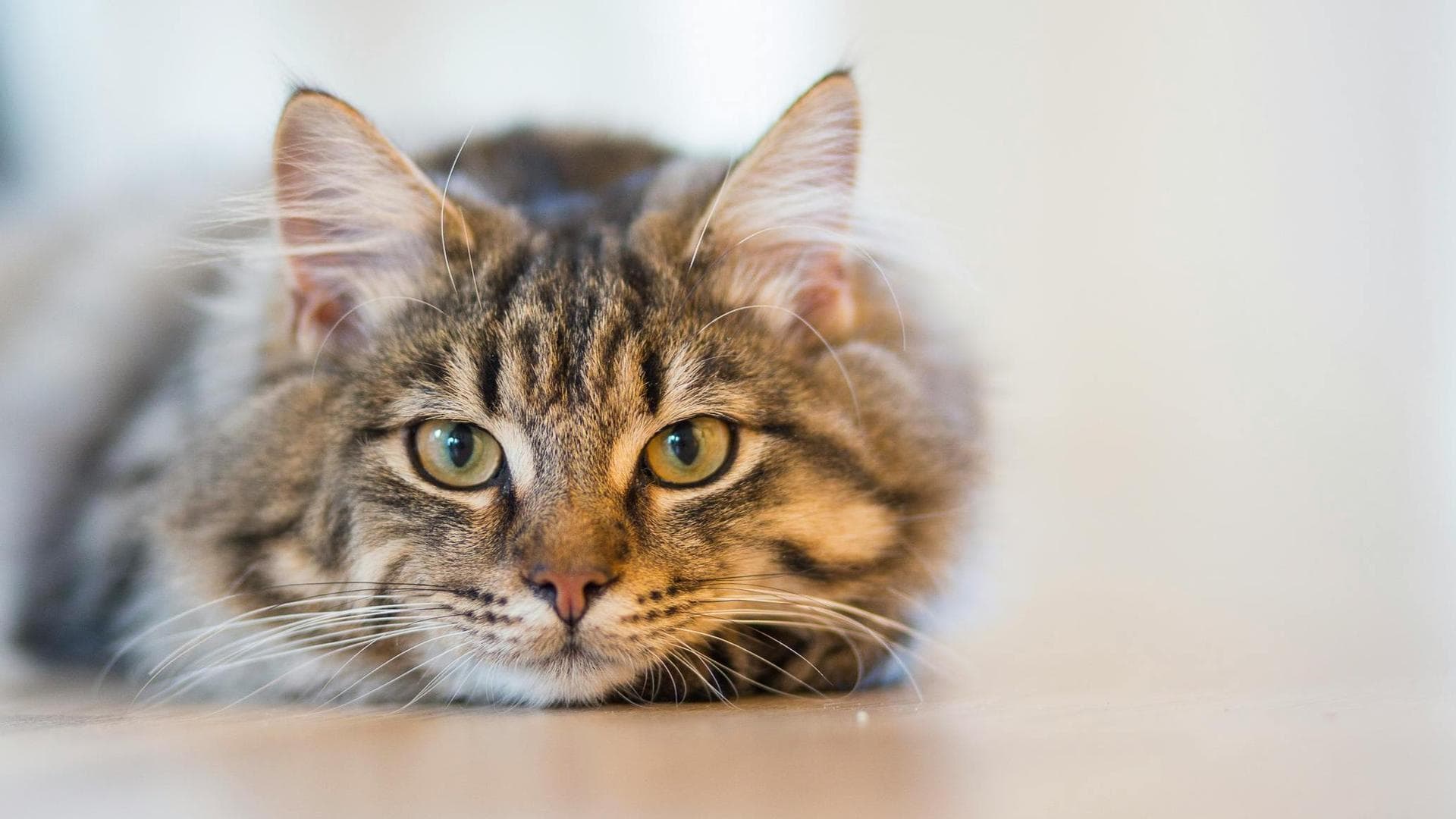 Dog & Cat Vets in Evansville